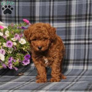 Zoomer, Toy Poodle Puppy